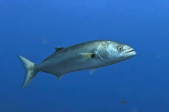 Il mare della Sardegna si "tropicalizza": pesce pappagallo, serra e vermocane avanzano verso nord