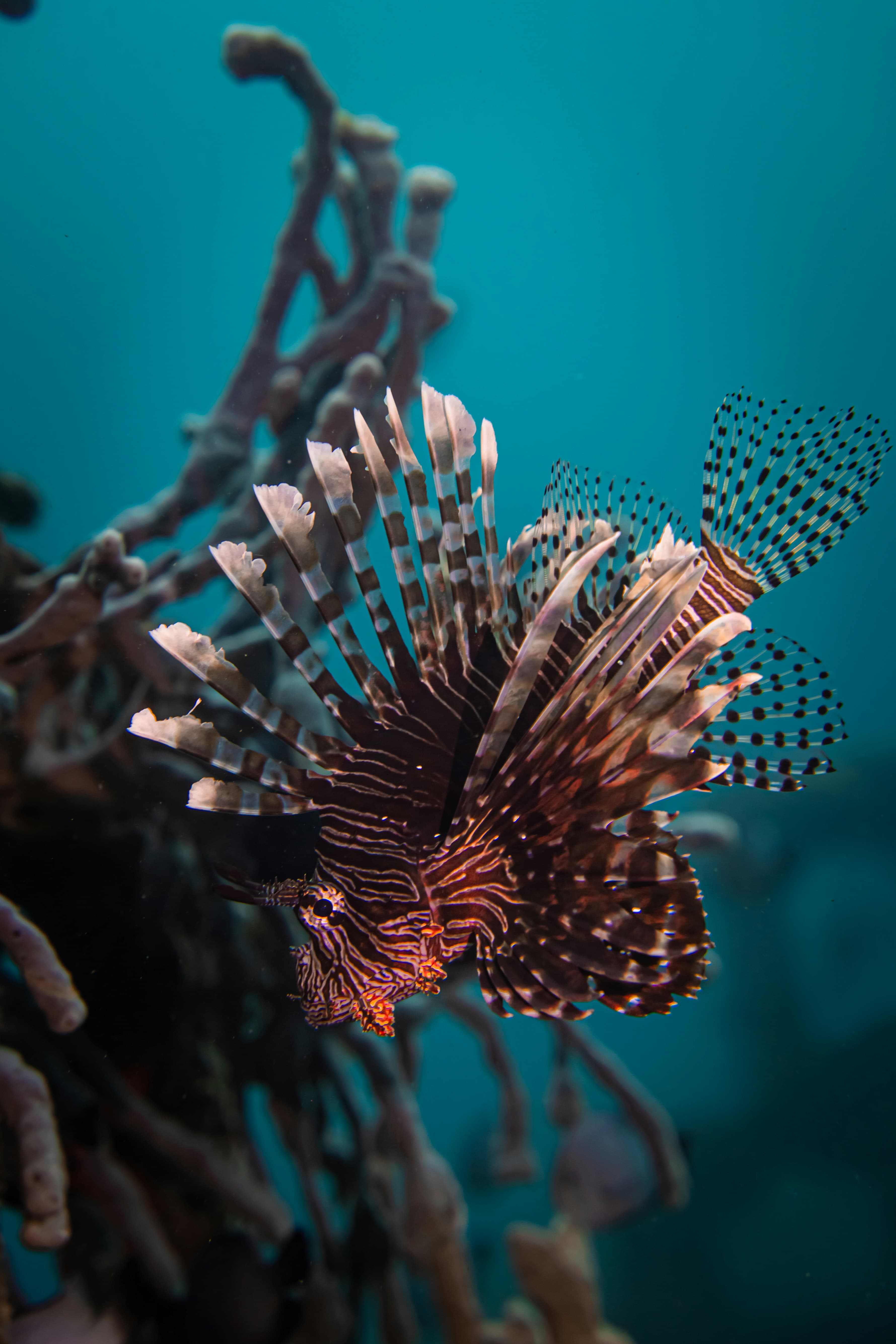 Il Mediterraneo cambia pelle: la Sardegna in prima linea contro le nuove specie del mare