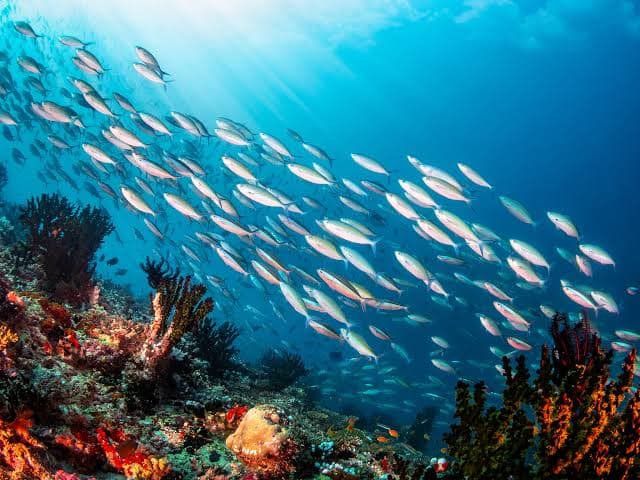  Oceani mai così caldi: giugno 2026 segna un nuovo record storico
