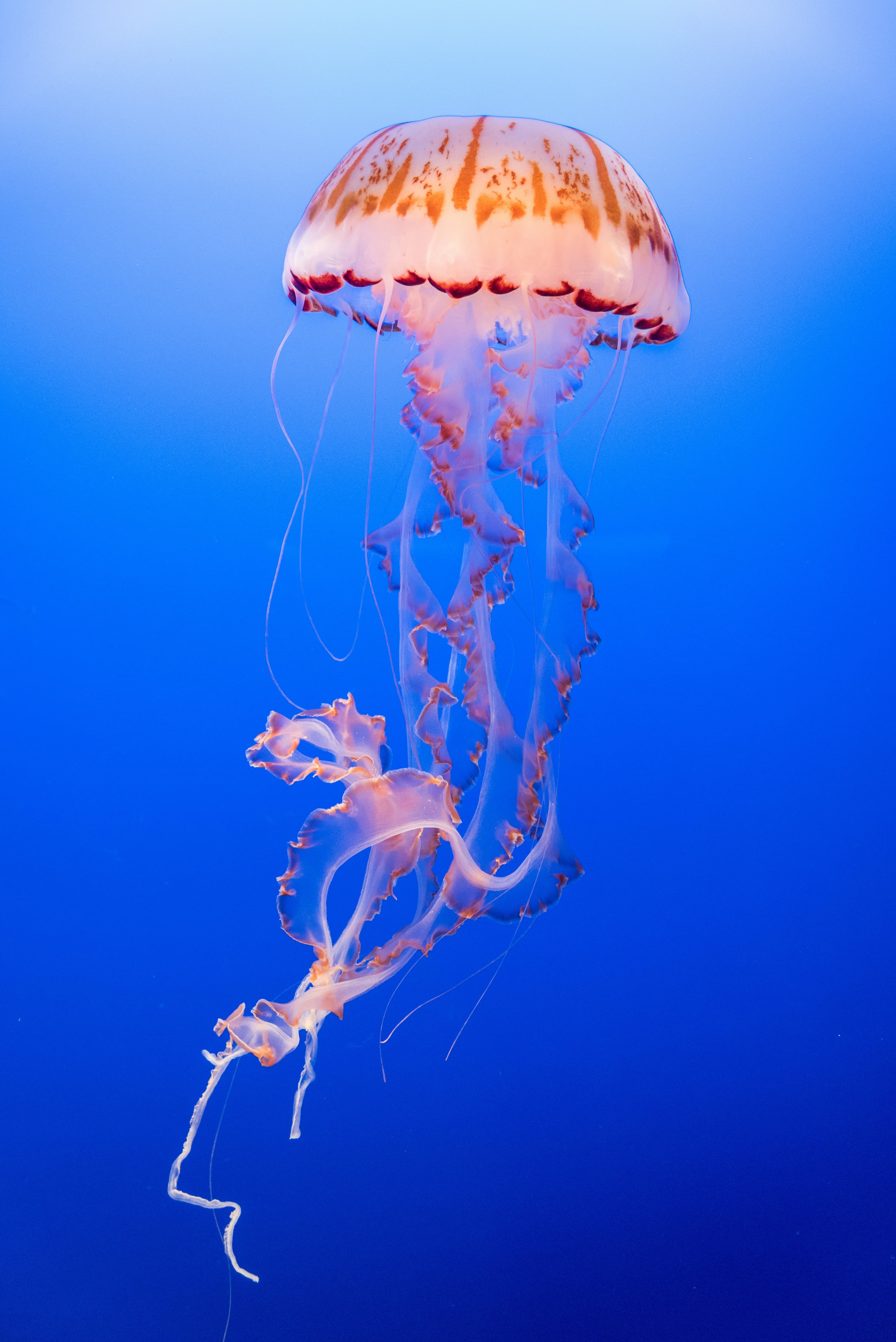 Meduse in Sardegna: dieci specie nei nostri mari, ecco quali pungono davvero