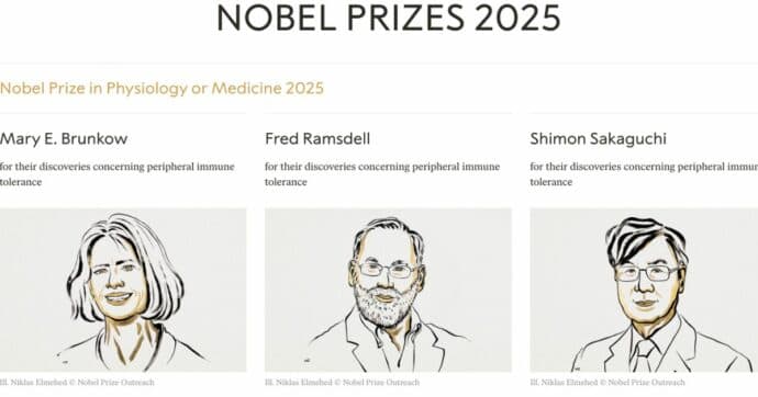 Il Nobel per la Medicina 2025 premia i pionieri della tolleranza immunologica