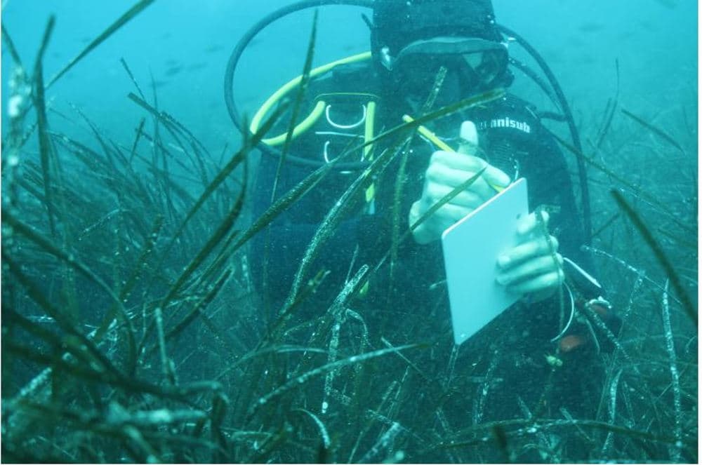 Loiri, scoperta in mare un’anfora romana rara